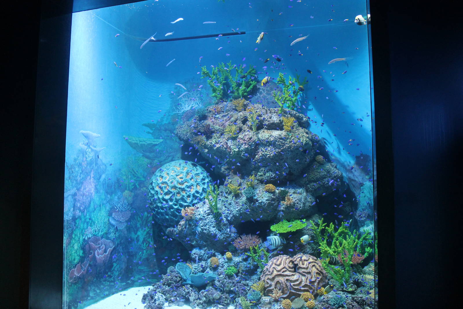 S.E.A. Aquarium - Bay of Bengal and Laccadive Sea
