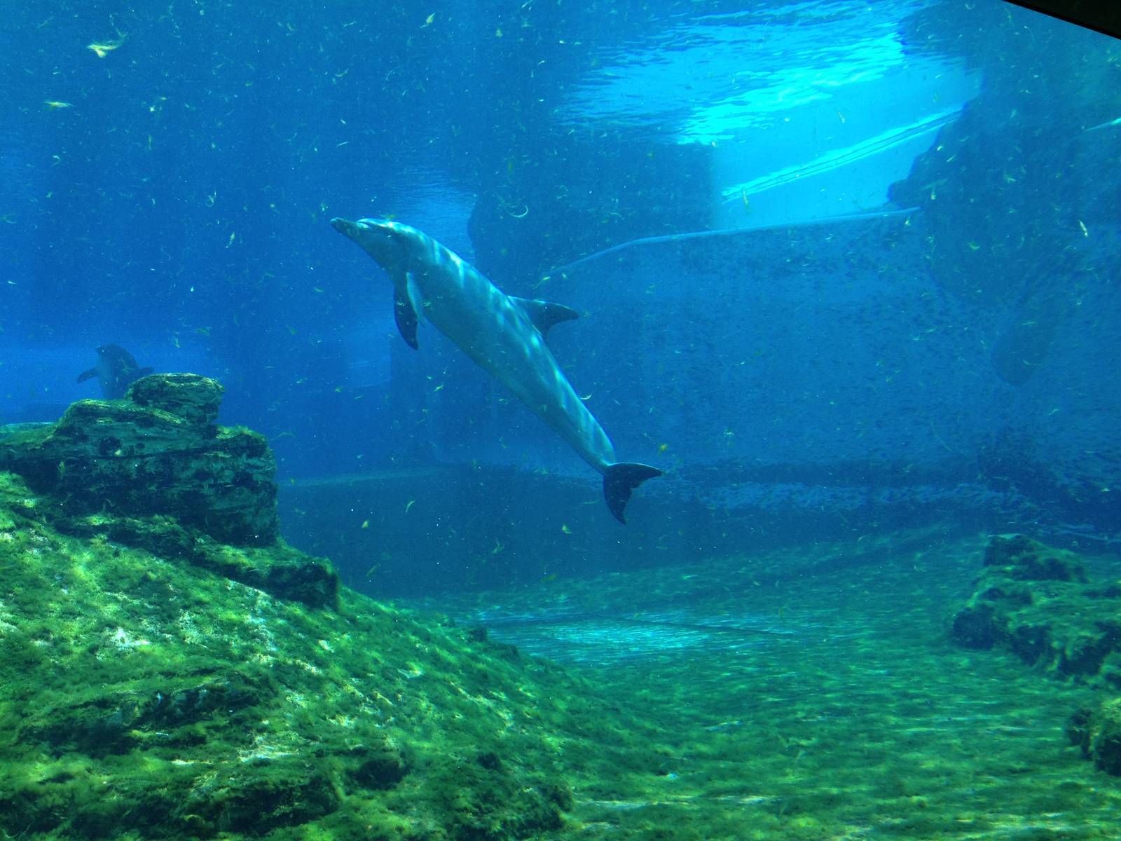 S.E.A. Aquarium - Dolphin Island