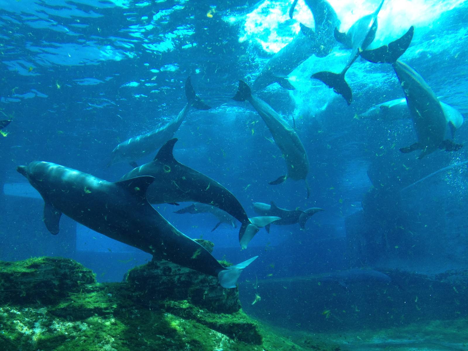 S.E.A. Aquarium - Dolphin Island