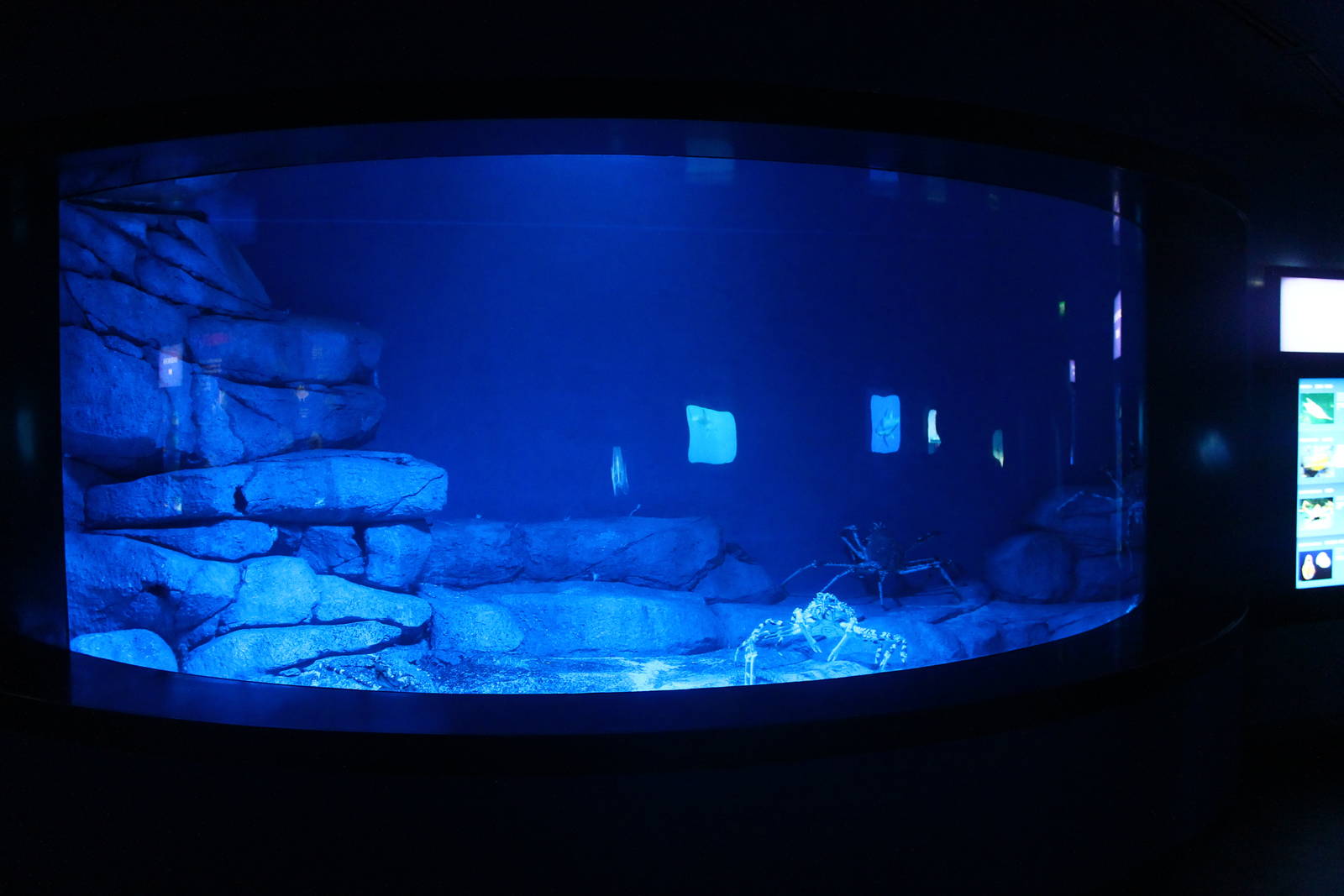 S.E.A. Aquarium - Ocean Journey