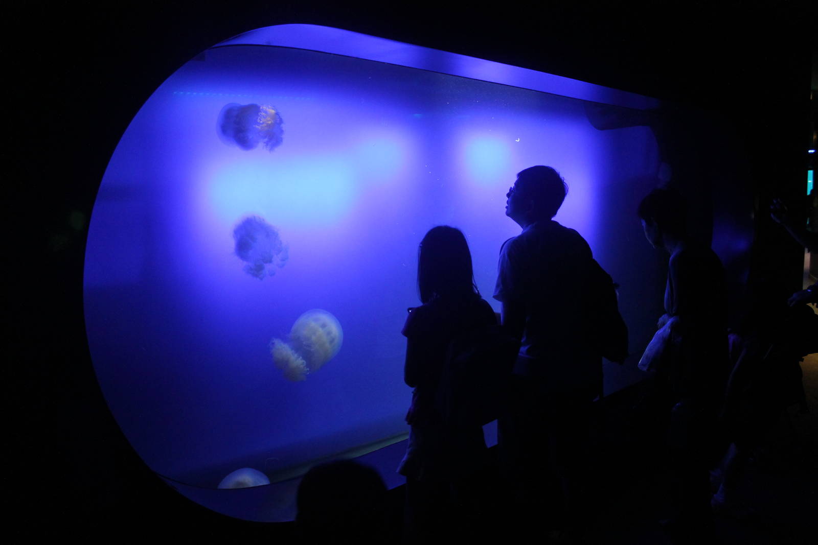 S.E.A. Aquarium - Ocean Journey