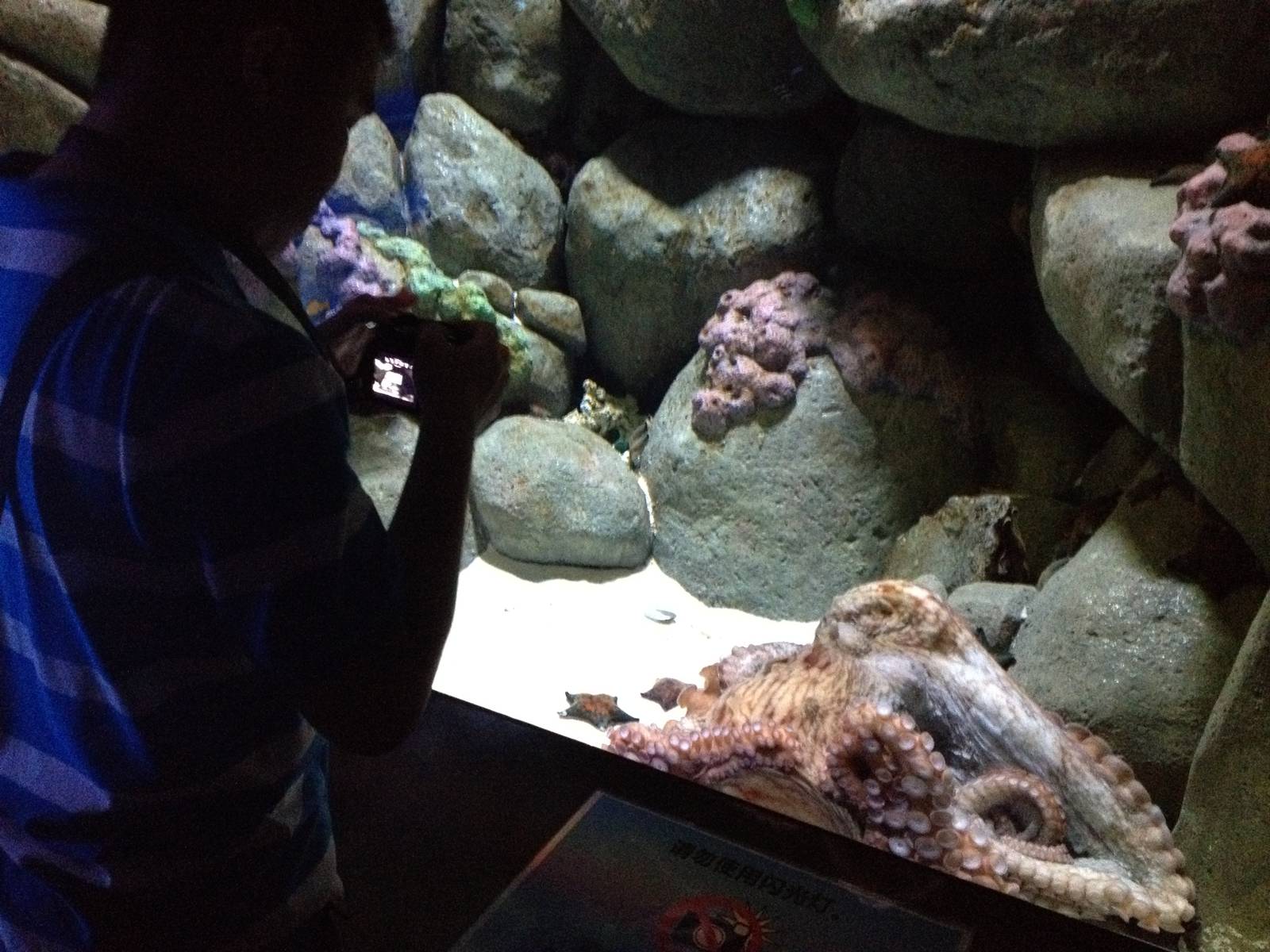 S.E.A. Aquarium - Ocean Journey