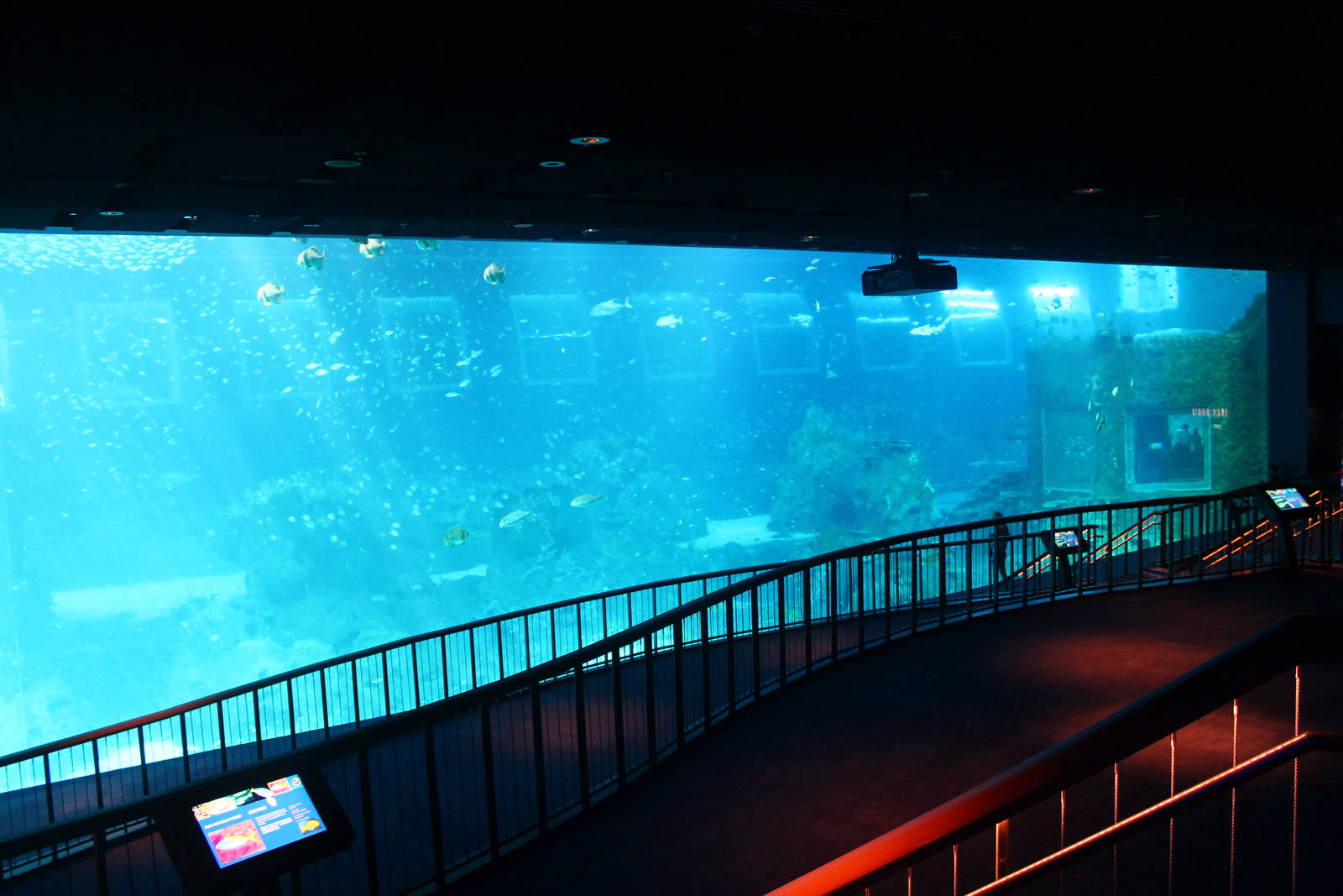 S.E.A. Aquarium - Open Ocean