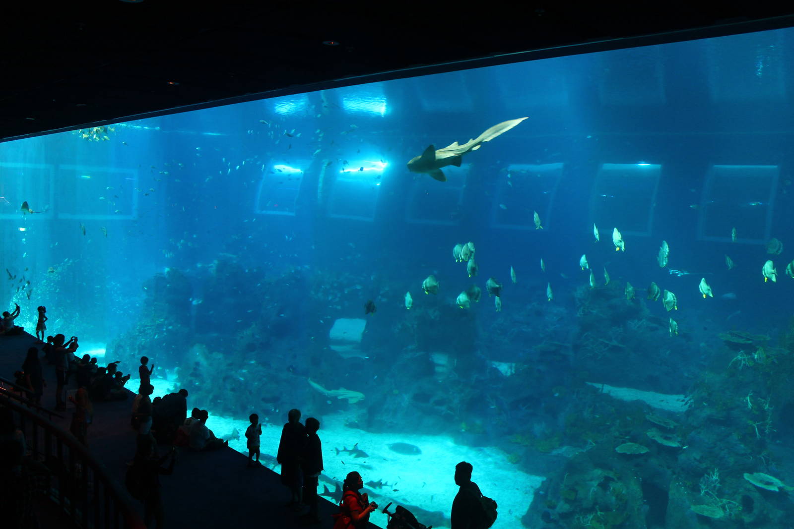 S.E.A. Aquarium - Open Ocean