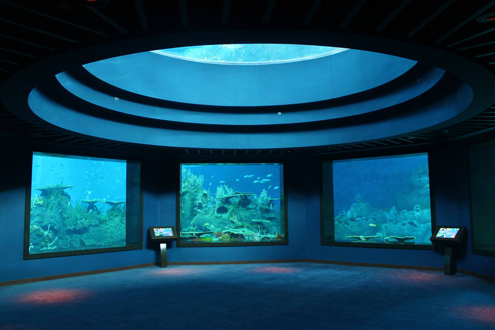 S.E.A. Aquarium - Open Ocean