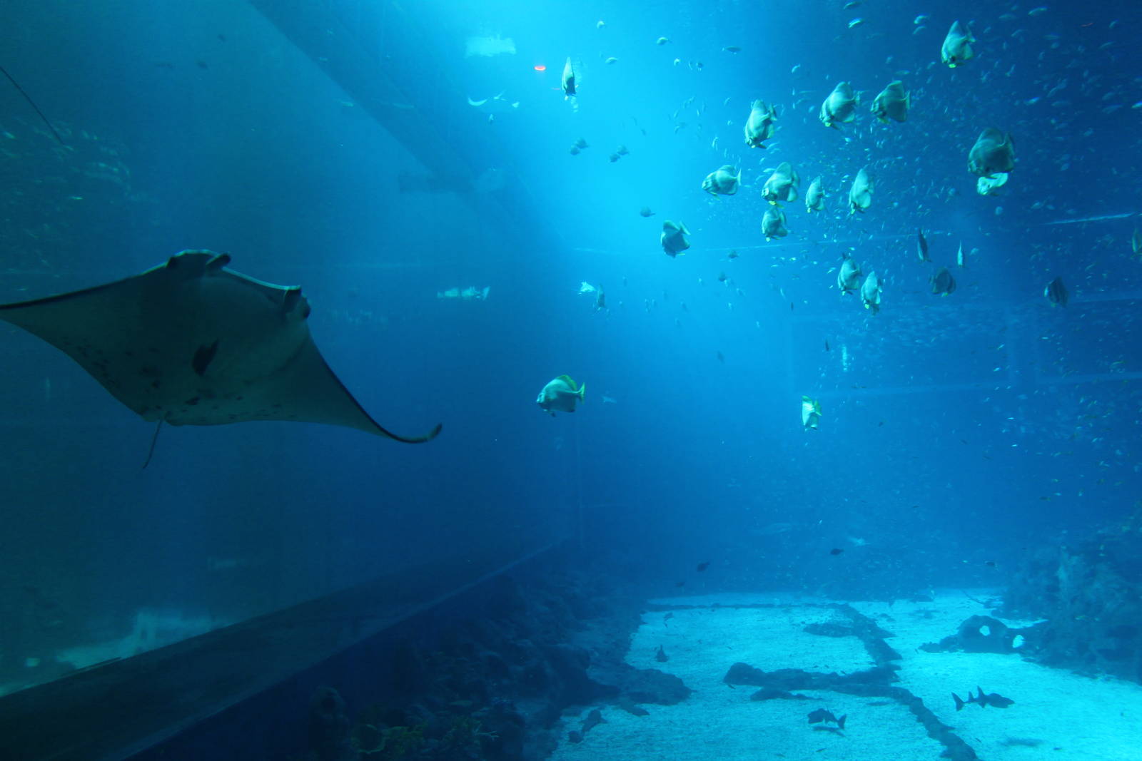 S.E.A. Aquarium - Open Ocean