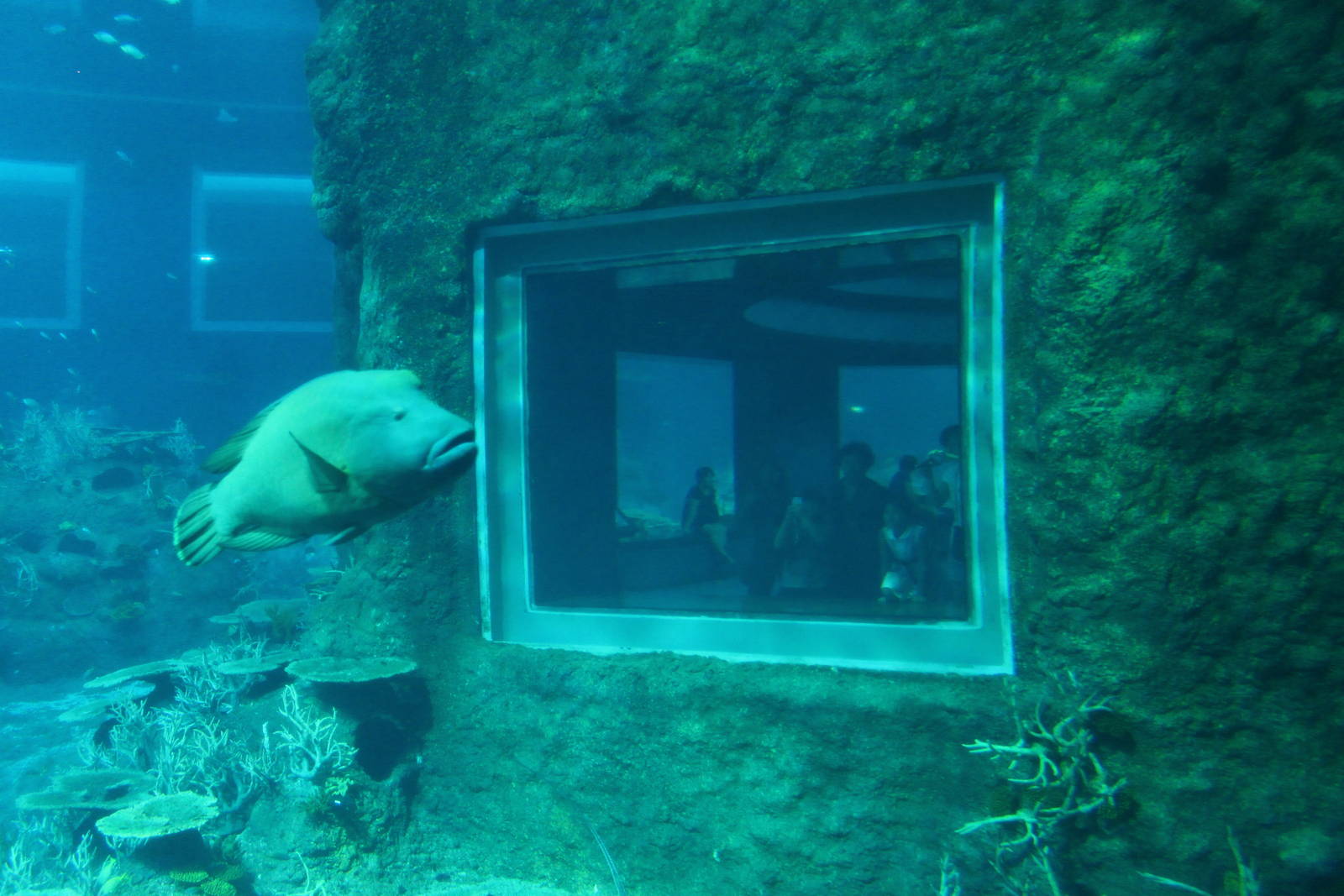 S.E.A. Aquarium - Open Ocean