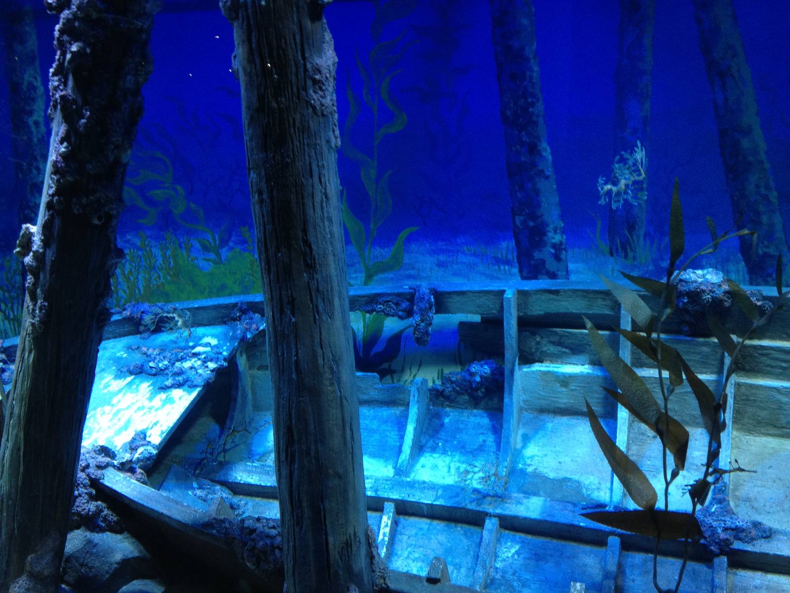 S.E.A. Aquarium - Seadragon exhibit