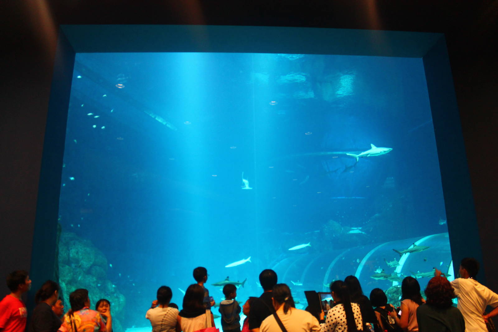 S.E.A. Aquarium - Shark Seas