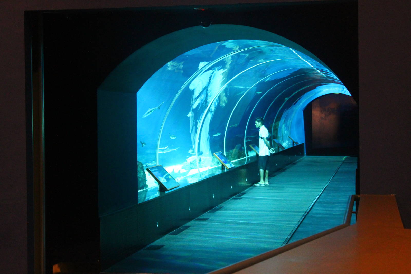 S.E.A. Aquarium - Shark Seas