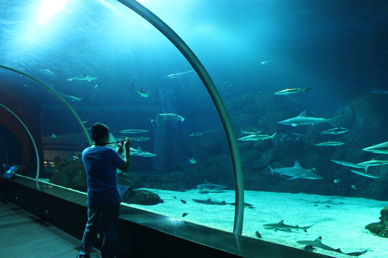 S.E.A. Aquarium - Shark Seas