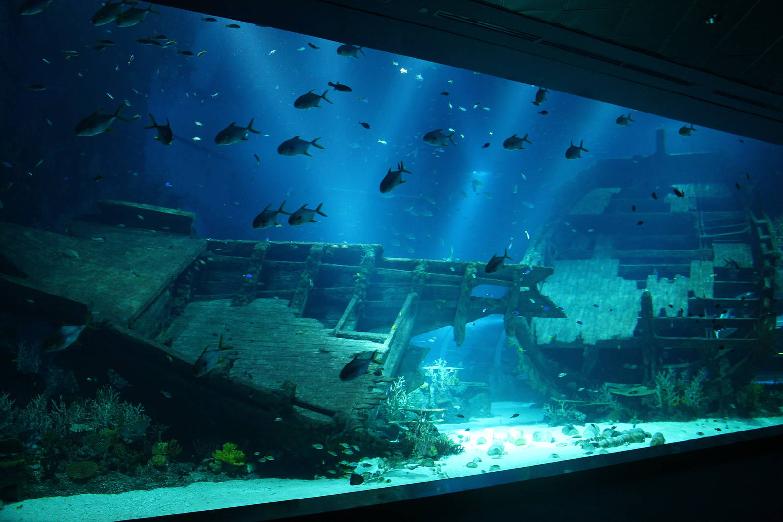 S.E.A. Aquarium - Shipwreck / Strait of Karimata and Java Sea