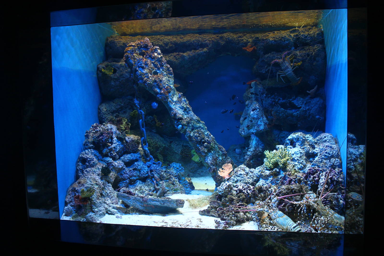 S.E.A. Aquarium - South China Sea