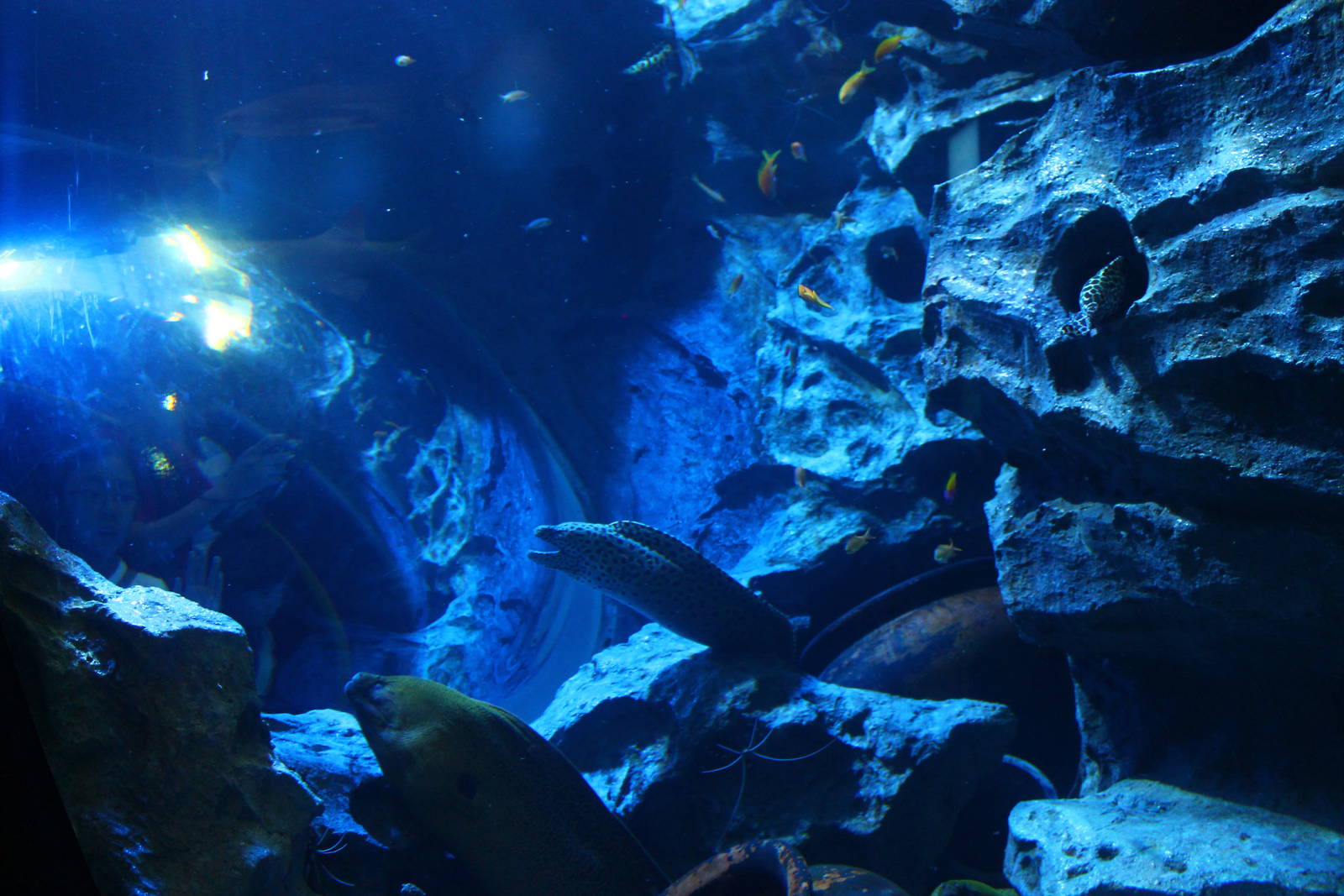 S.E.A. Aquarium - South China Sea