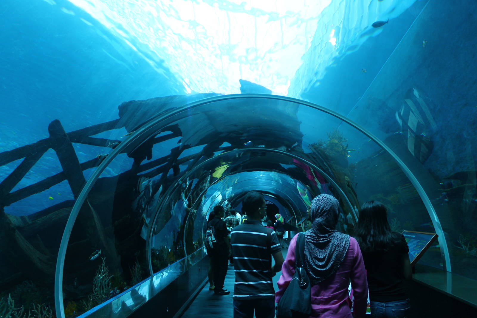 S.E.A. Aquarium - Strait of Karimata and Java Sea