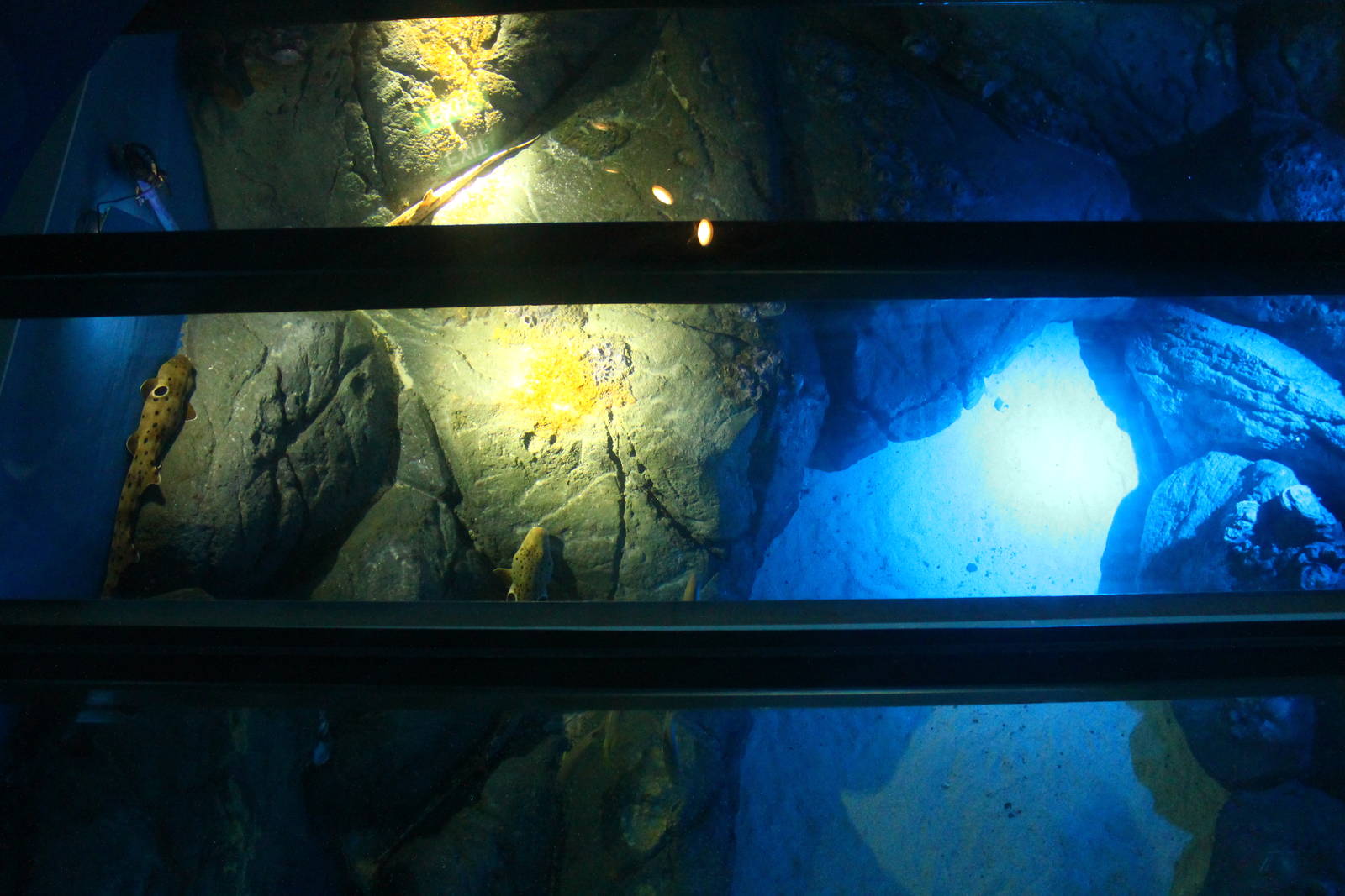 S.E.A. Aquarium - Strait of Malacca and Andaman Sea