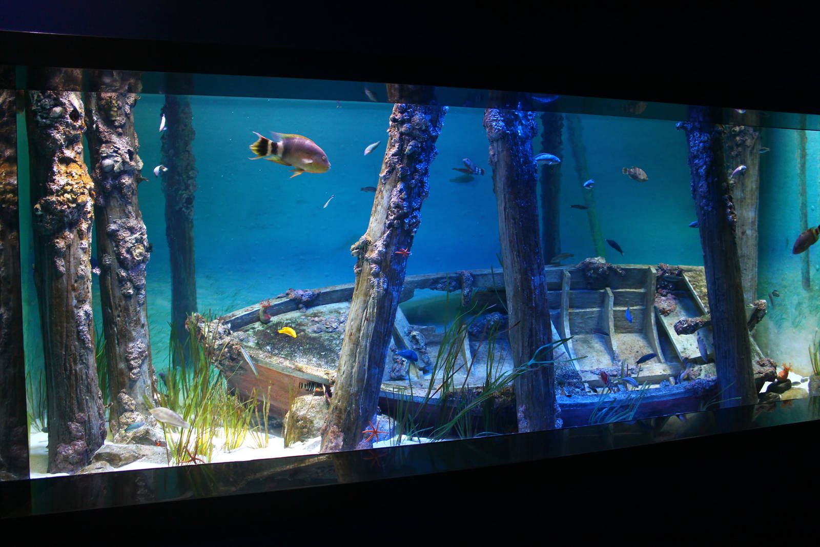 S.E.A. Aquarium - Strait of Malacca and Andaman Sea