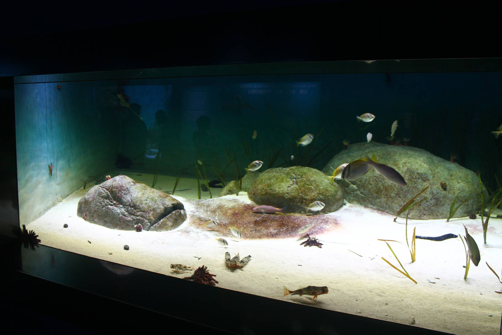 S.E.A. Aquarium - Strait of Malacca and Andaman Sea