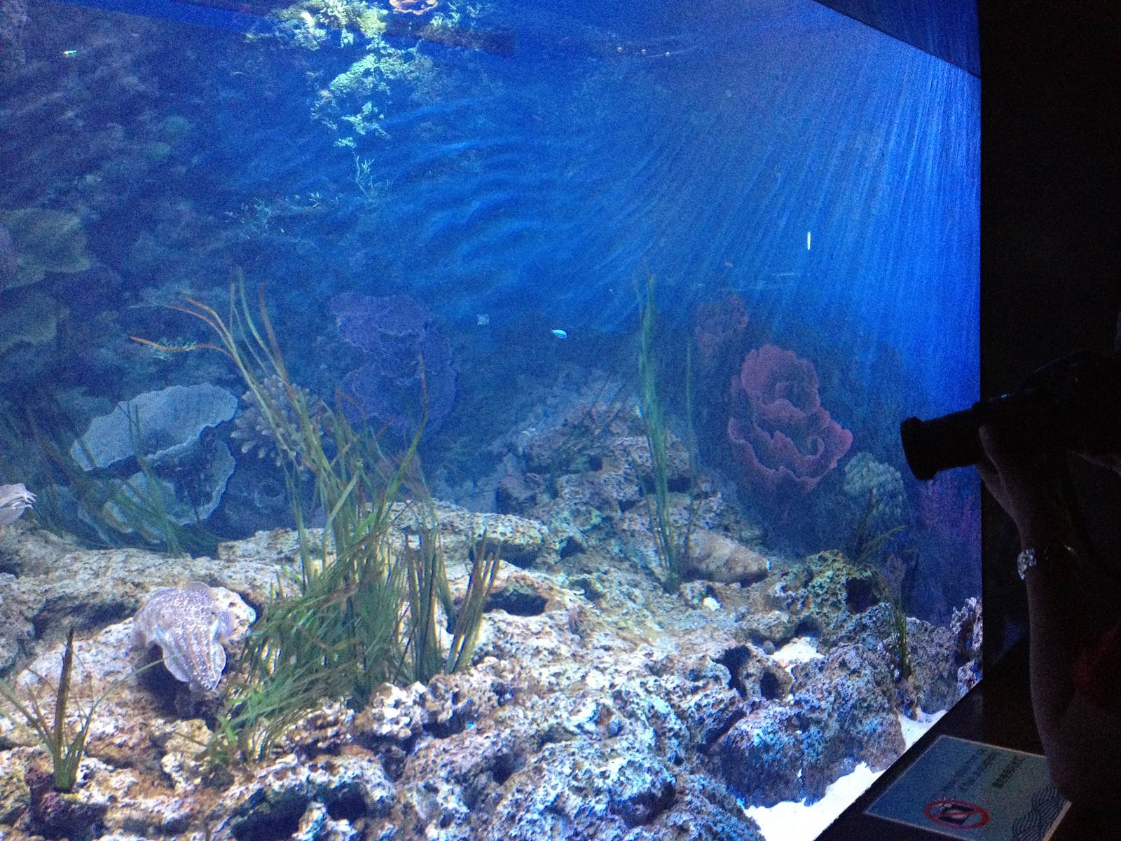 S.E.A. Aquarium - Straits of Malacca and Andaman Sea