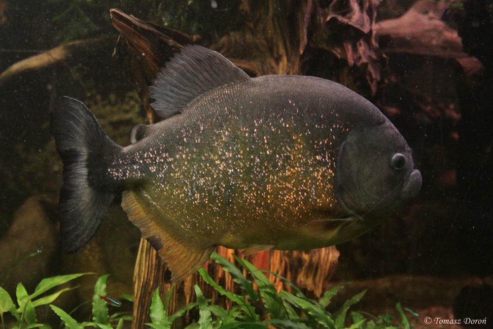 Sa Francisco Piranha (Pygocentrus piraya)