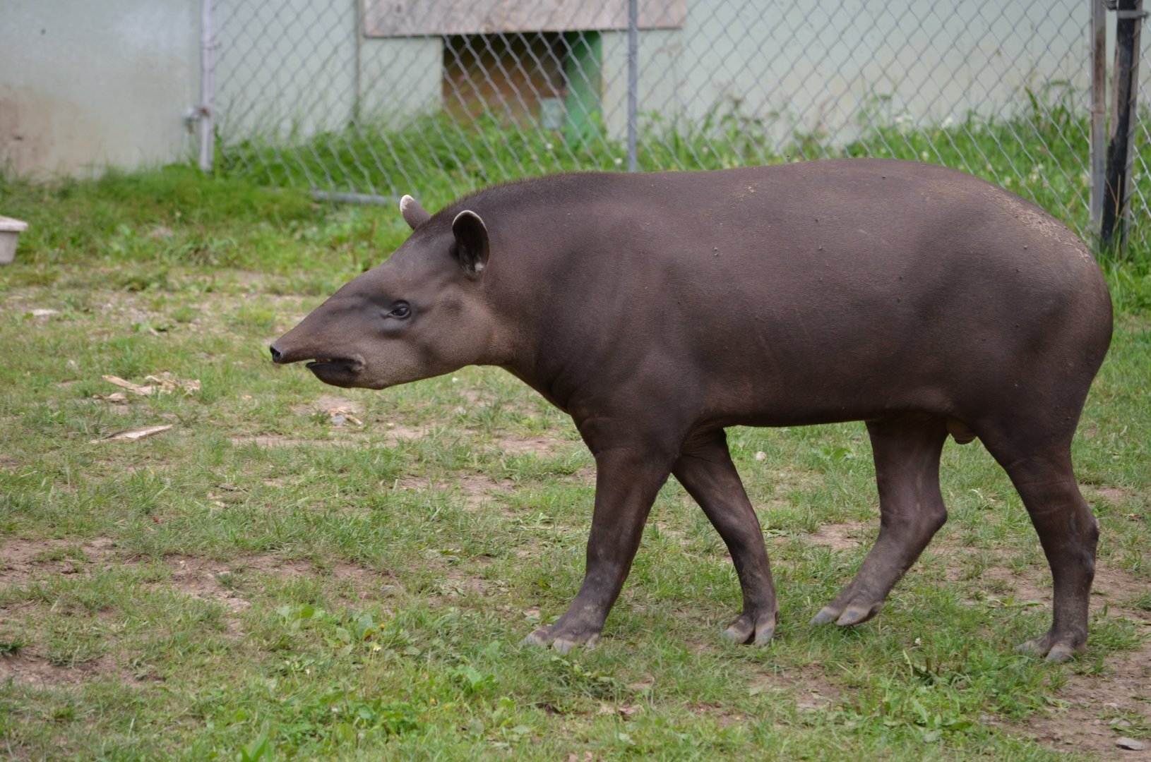 SA Tapir, from what I believe