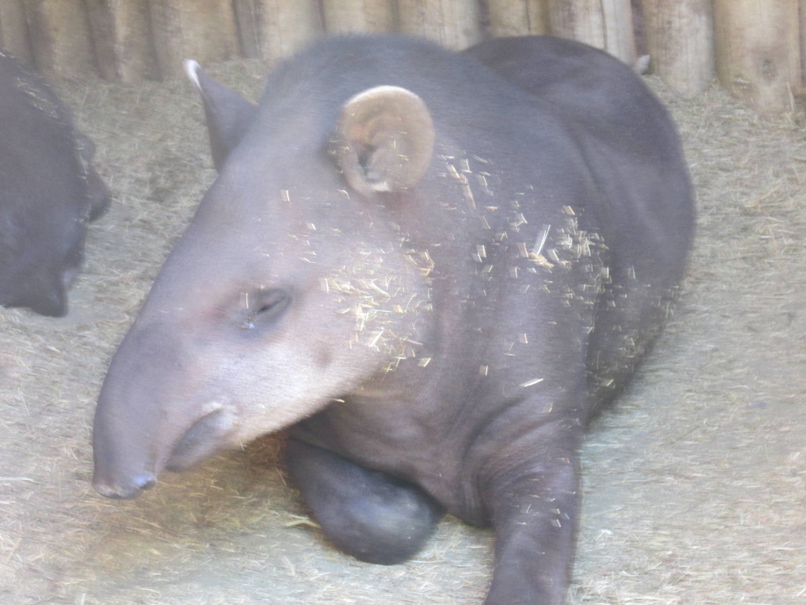 SA tapir mendoza zoo