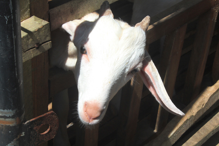 Saanen goat (Capra hircus) - Taman Konservasi Sato Loka