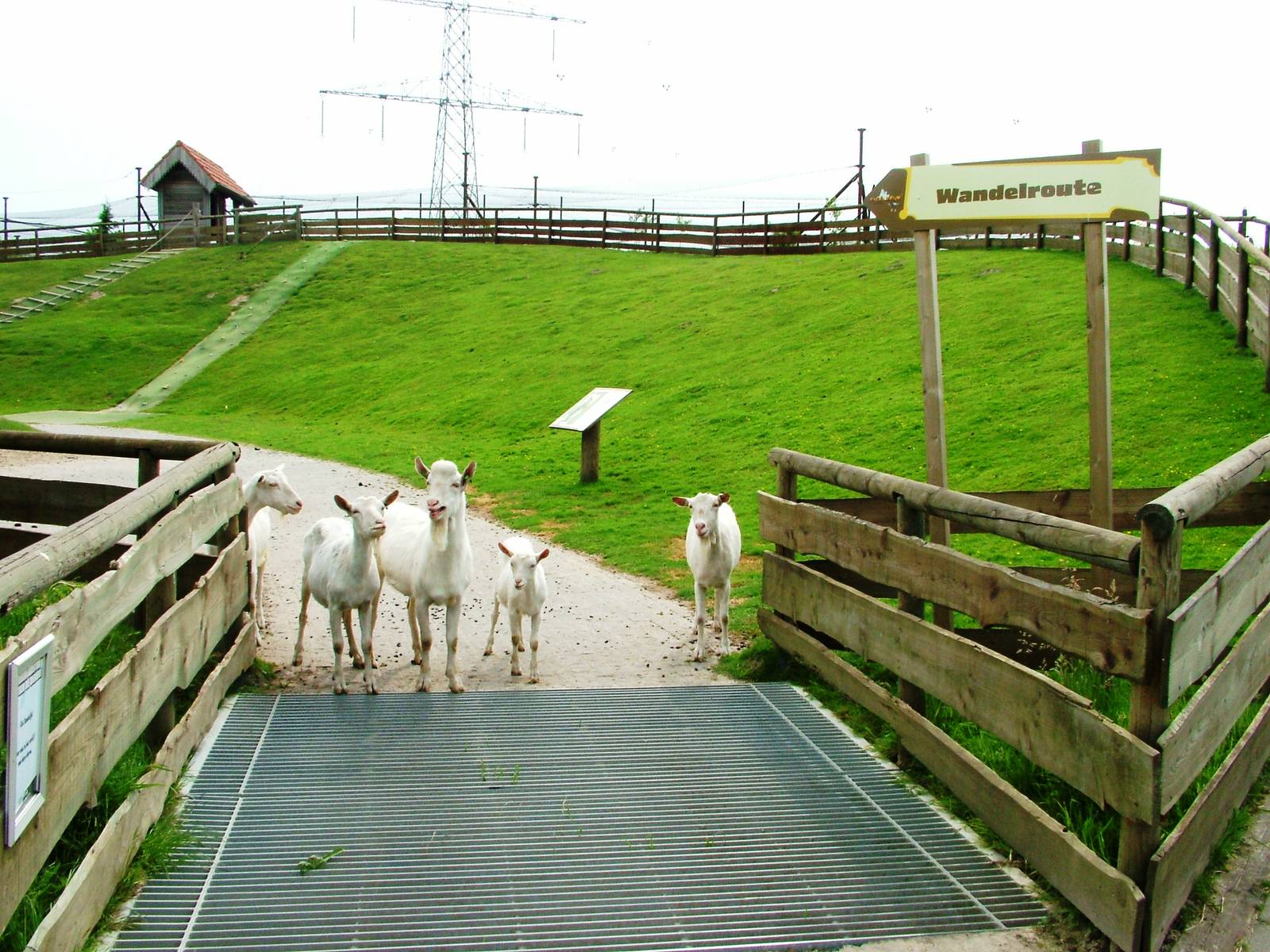 Saanen Goat Welcoming Party at Dierenrijk, 31/05/12