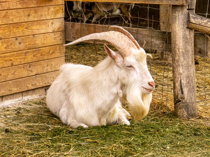 Saanen goat
