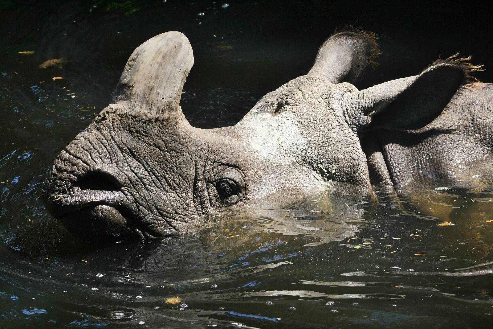 Saar the Indian Rhino