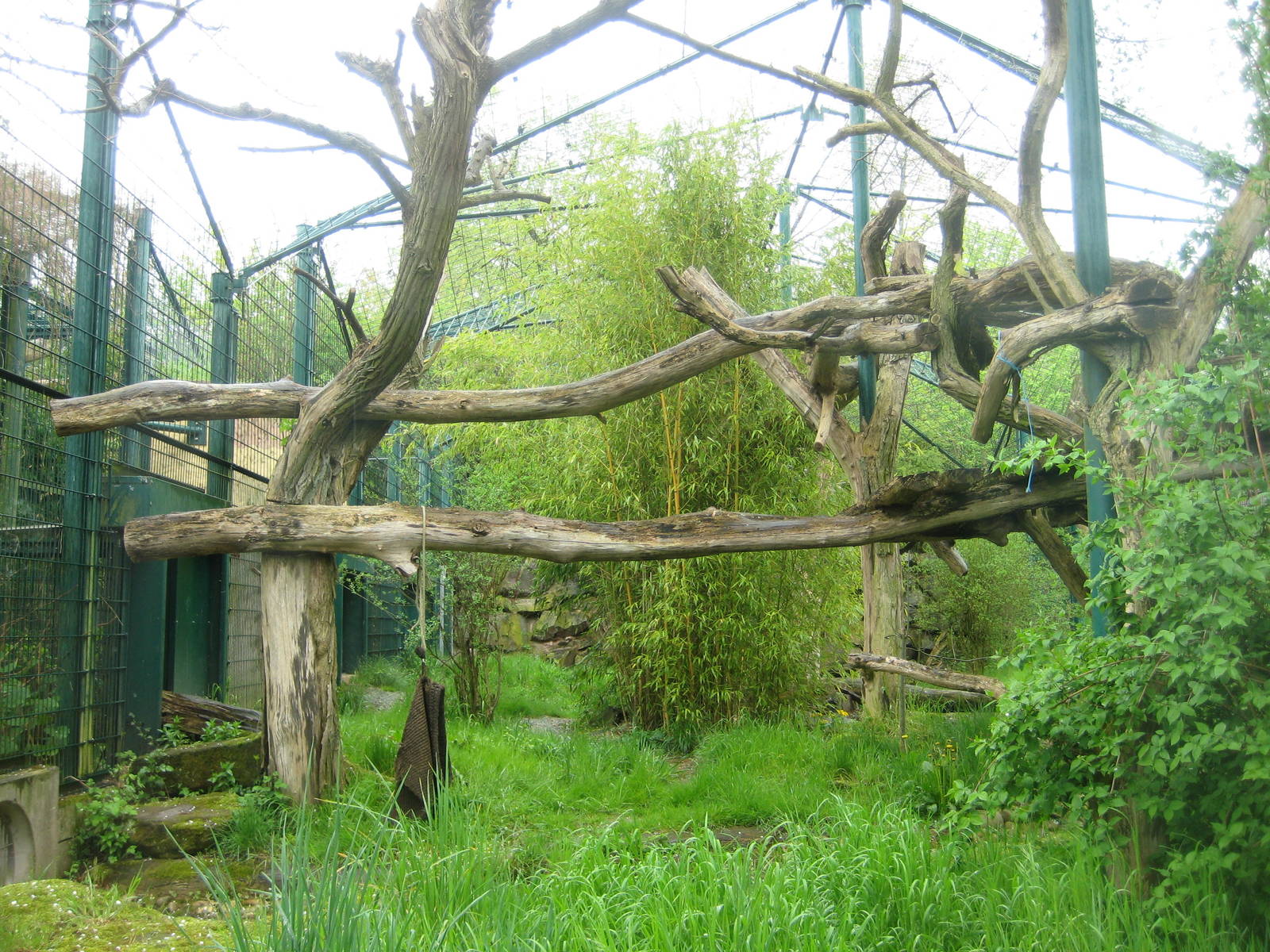 Saarbrücken zoo jaguar exhibit 2 Detail
