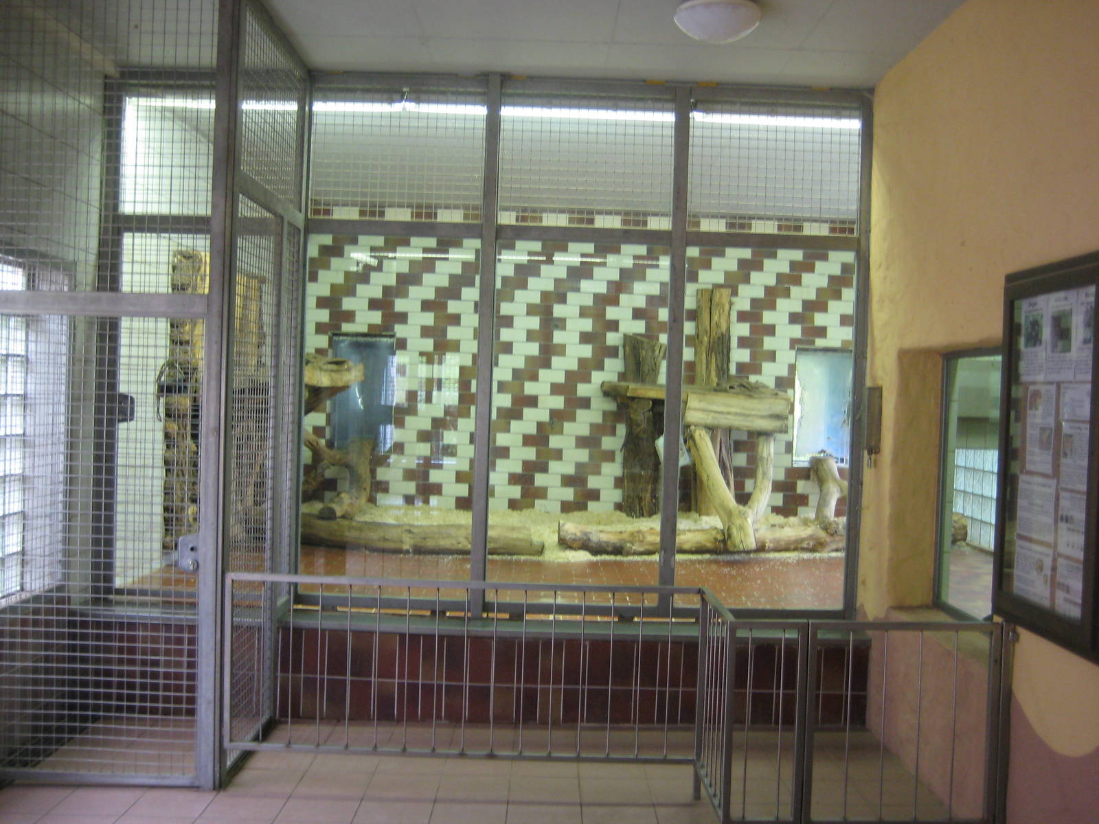 Saarbrücken Zoo-Jaguar Inside,left side