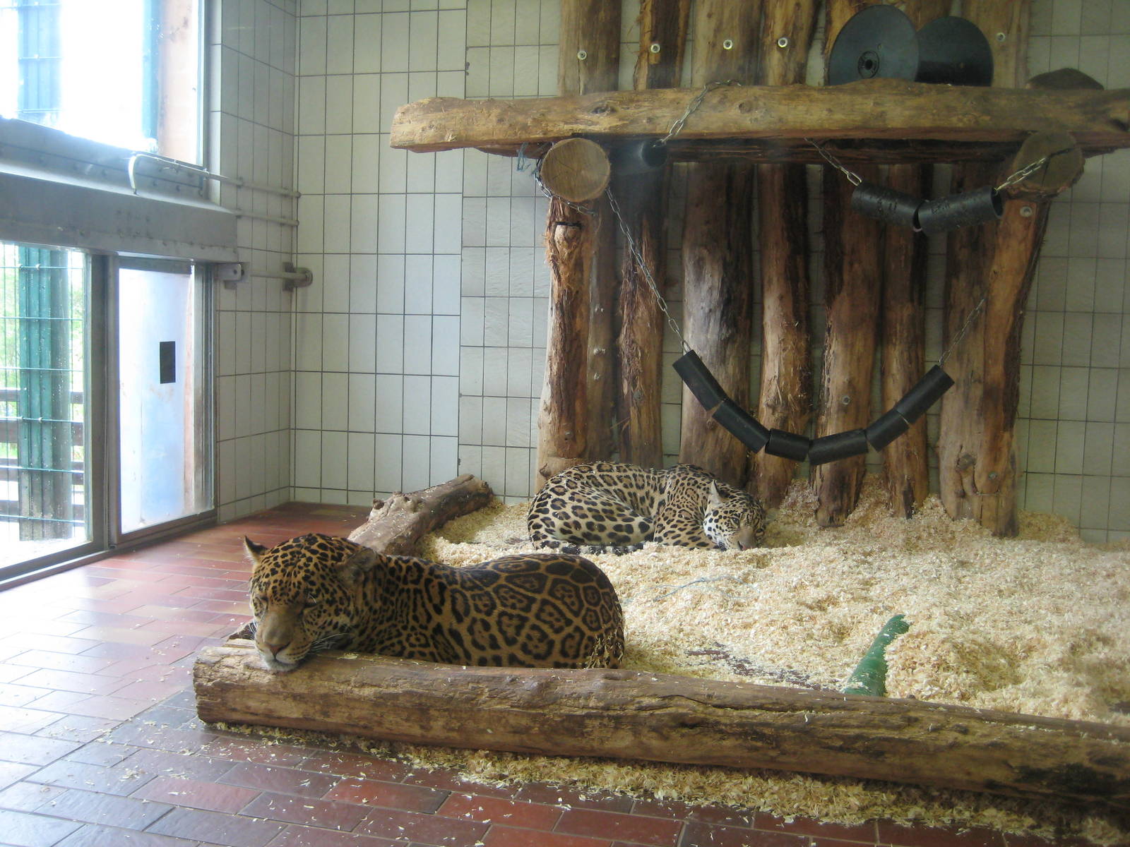 Saarbrücken Zoo jaguar Inside