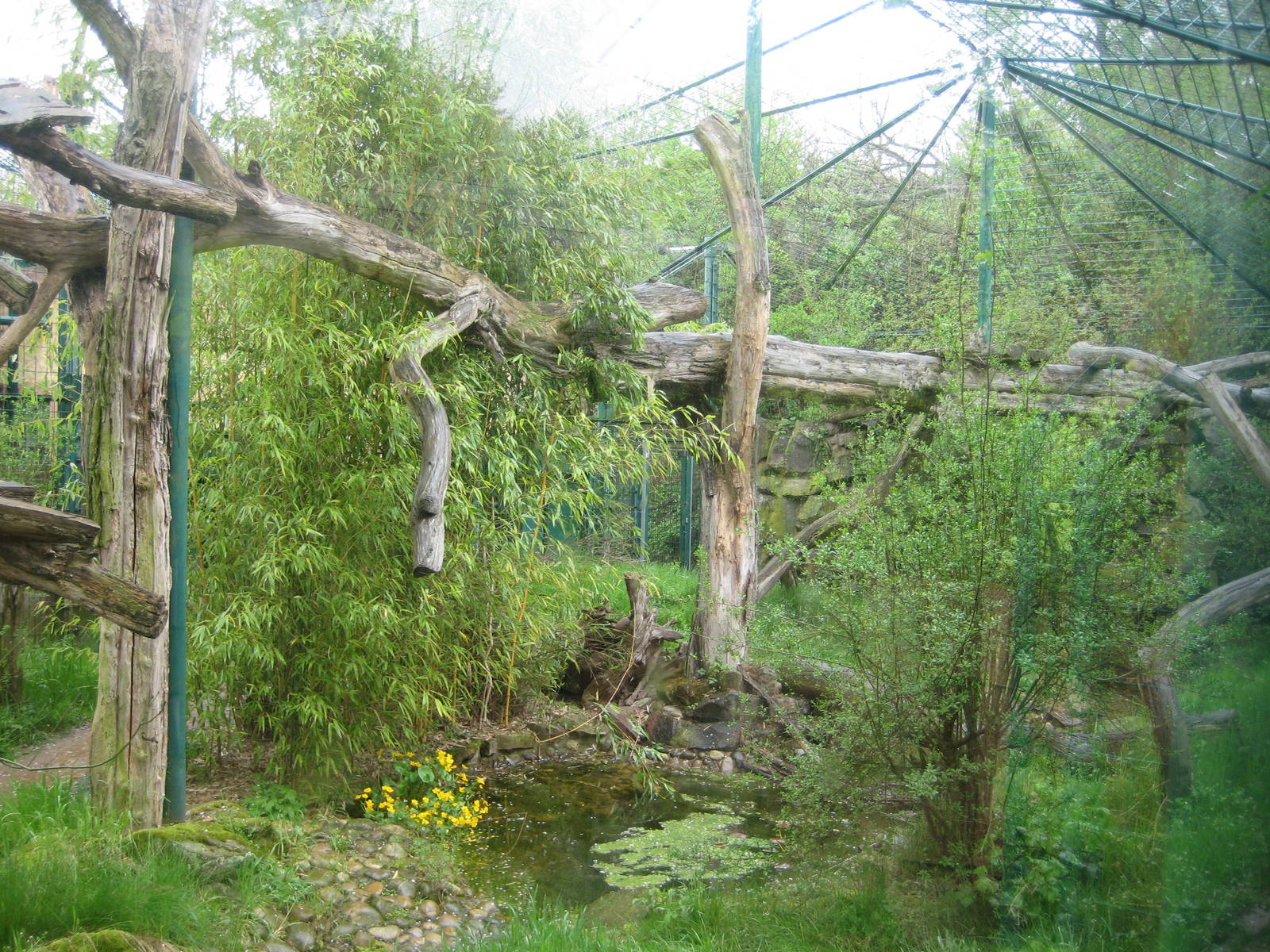 Saarbrücken zoo-Jaguar Pool