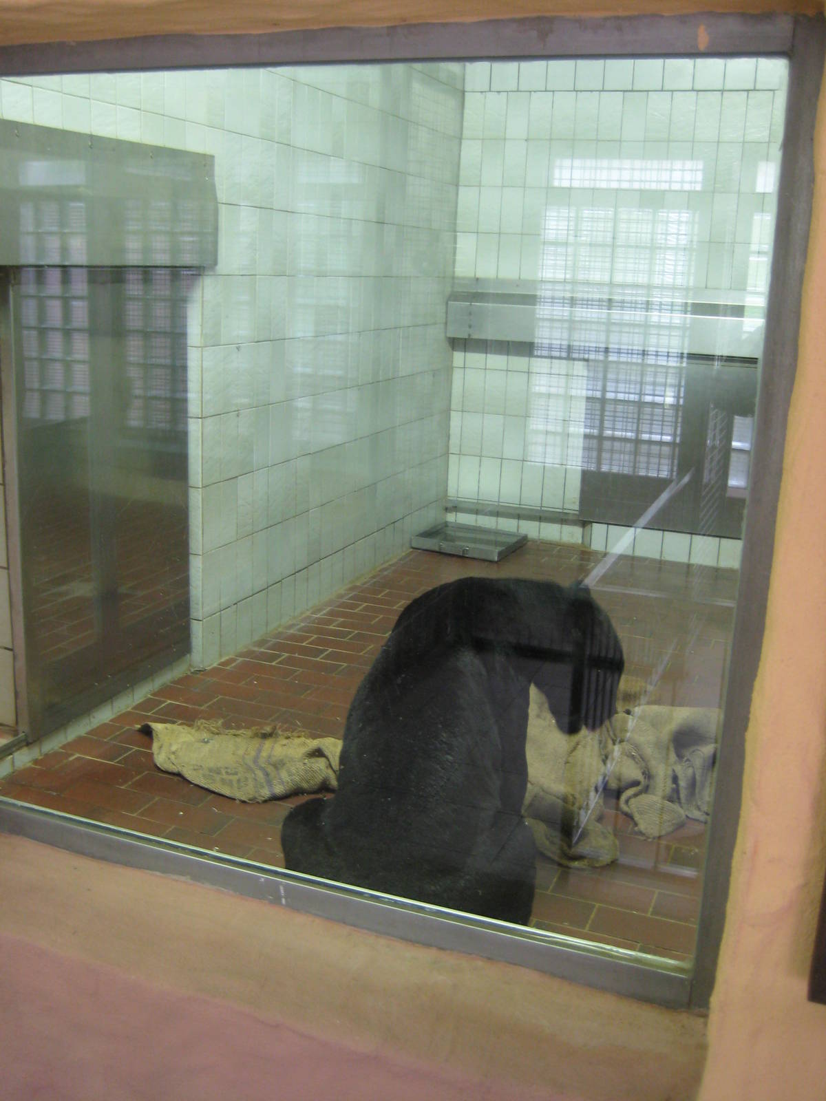 Saarbrücken zoo-Jaguar Seperate Box