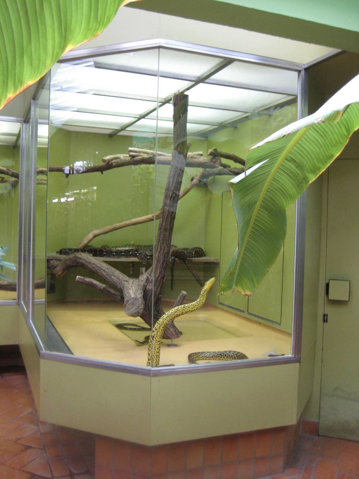 Saarbrücken Zoo-Snake Terraium Detail