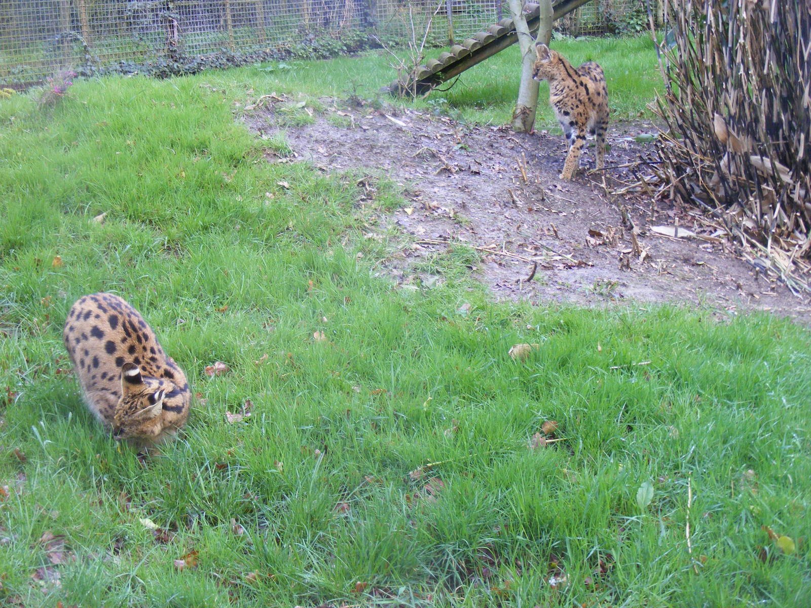 Saba and Melindi the servals at Howletts Wild Animal Park, 3 April 2010