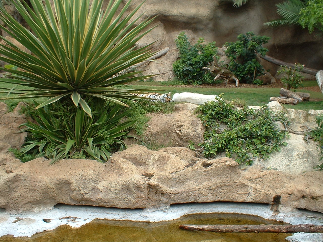Saba and Prince the Bengal tigers at Loro Parque in Tenerife, 16 May 2004