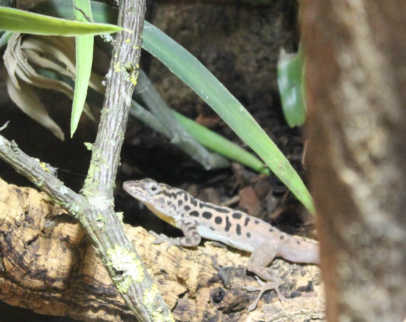 Saba anolis - Anolis sabanus