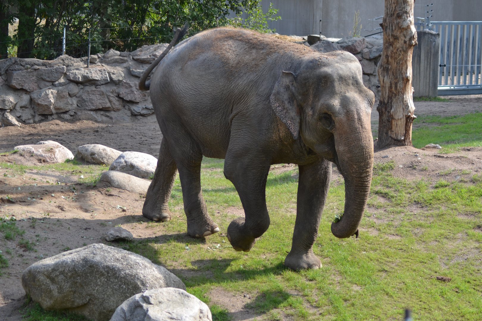 Saba the elephant at Kolmården