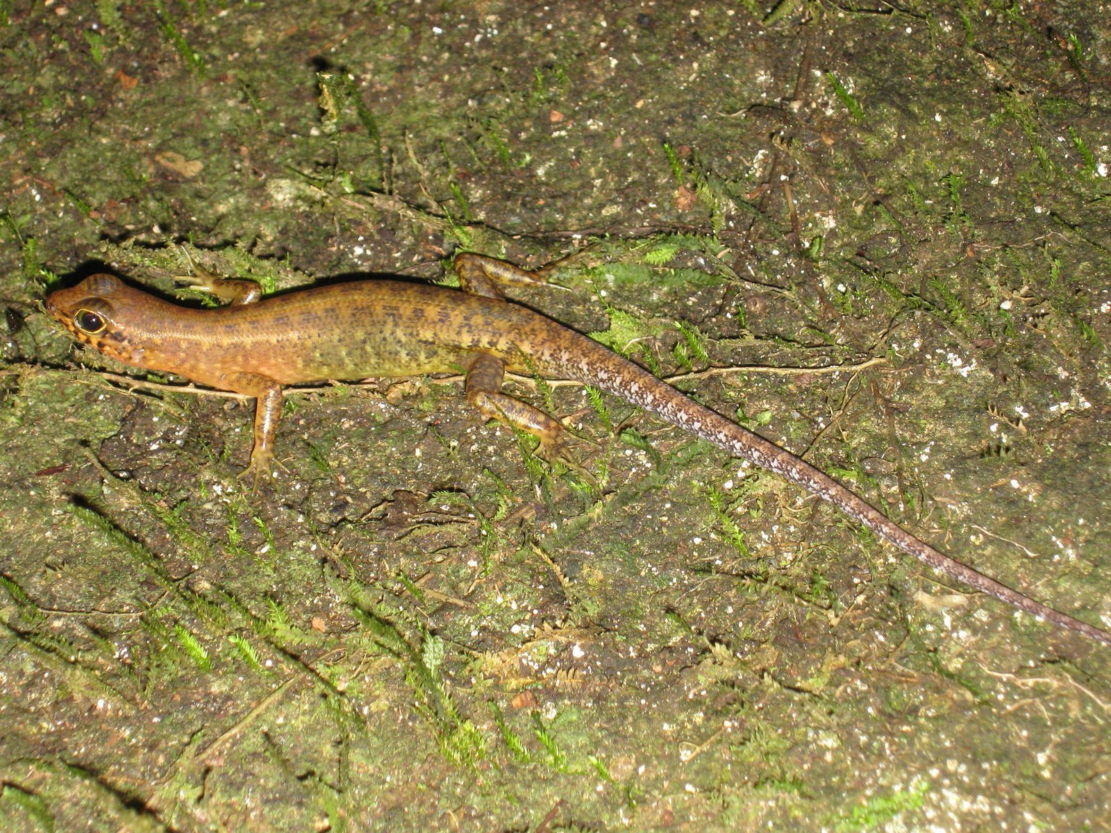 Sabah litter skink (Sphenomorphus sabanus)