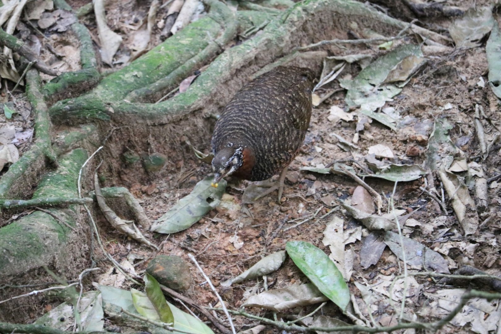 Sabah partridge, June 2016