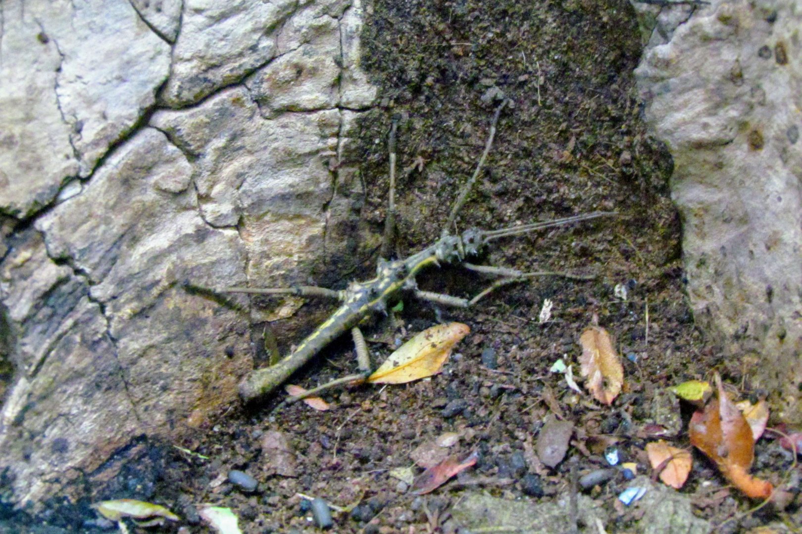 Sabah Spiny Stick Insect