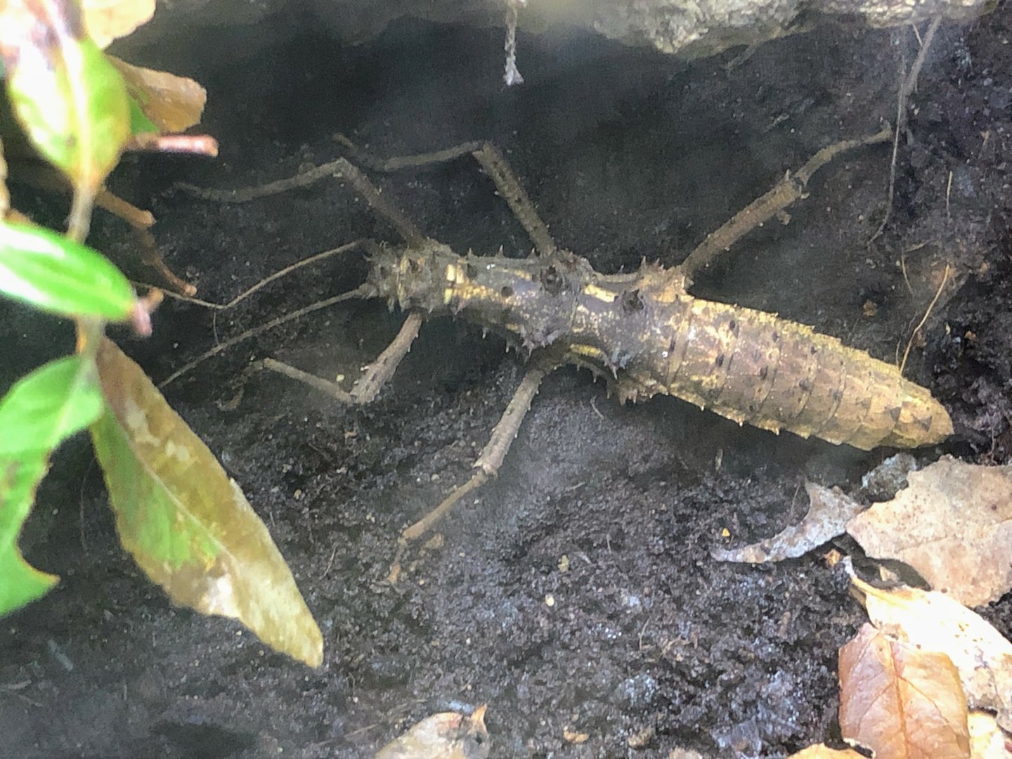 Sabah Spiny Stick Insect