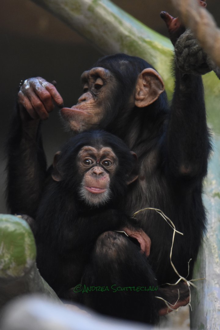 Sabaki takes a break from his mum :)