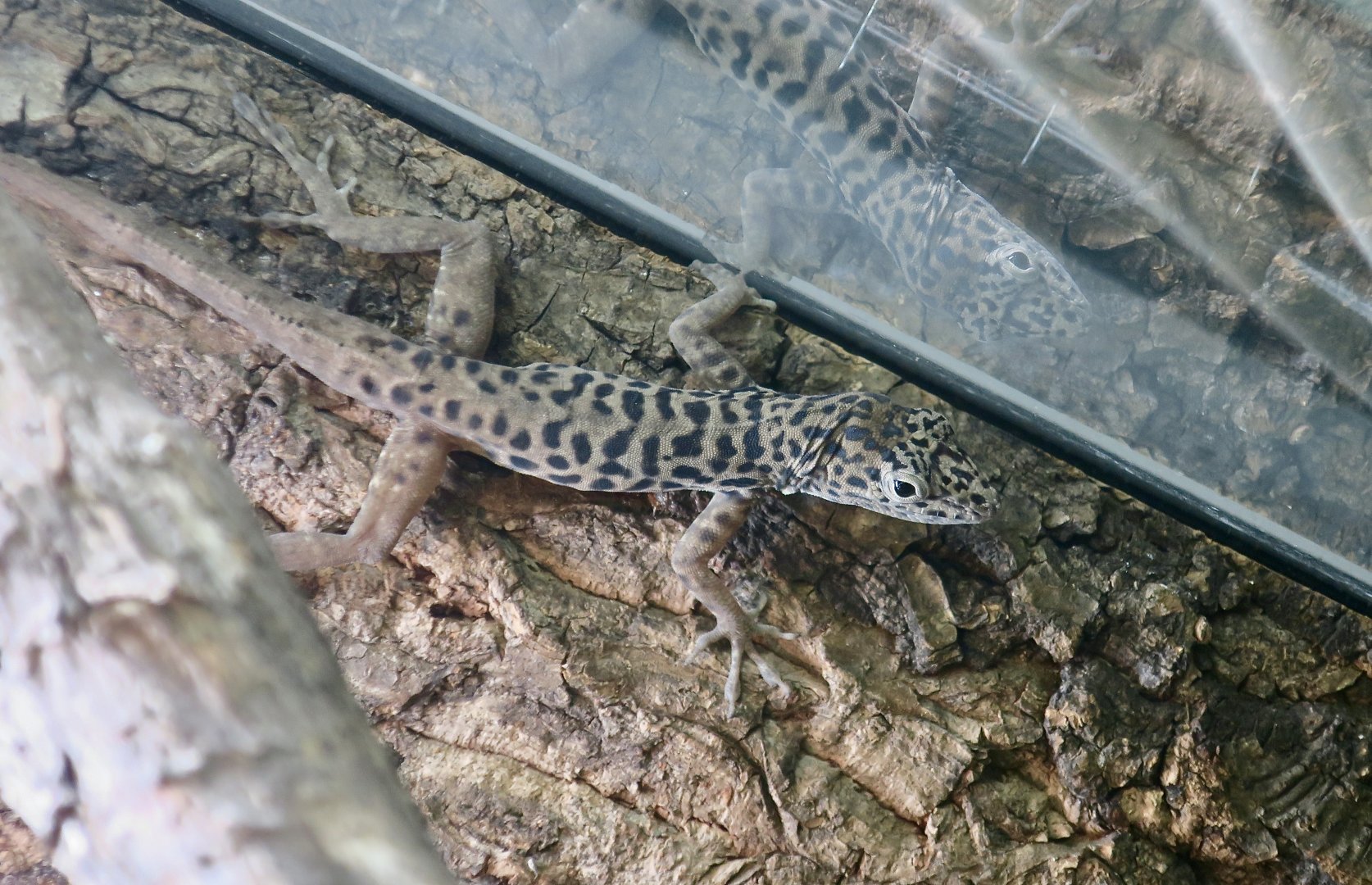 Saban Anole (Anolis sabanus) male - The Gecko Gallery NYC