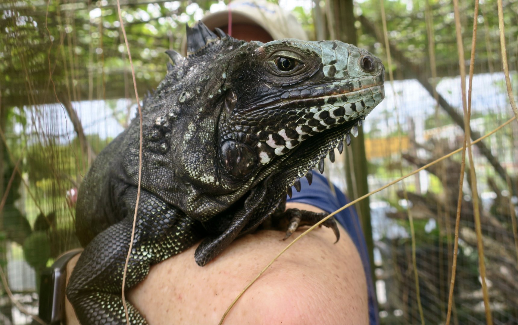 Saban Black Iguana (Iguana melanoderma) - female