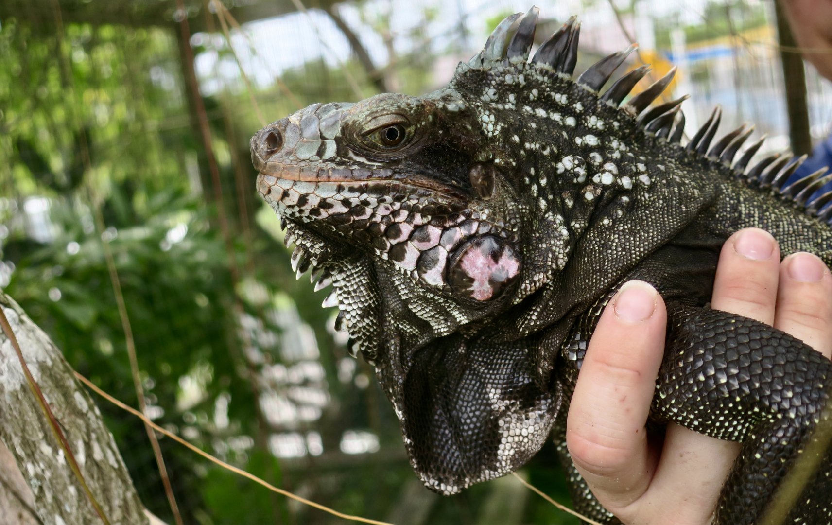 Saban Black Iguana (Iguana melanoderma) - male