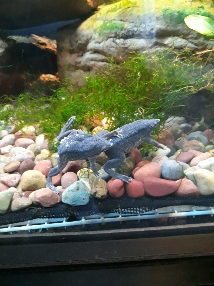 Sabana Suirinam toads