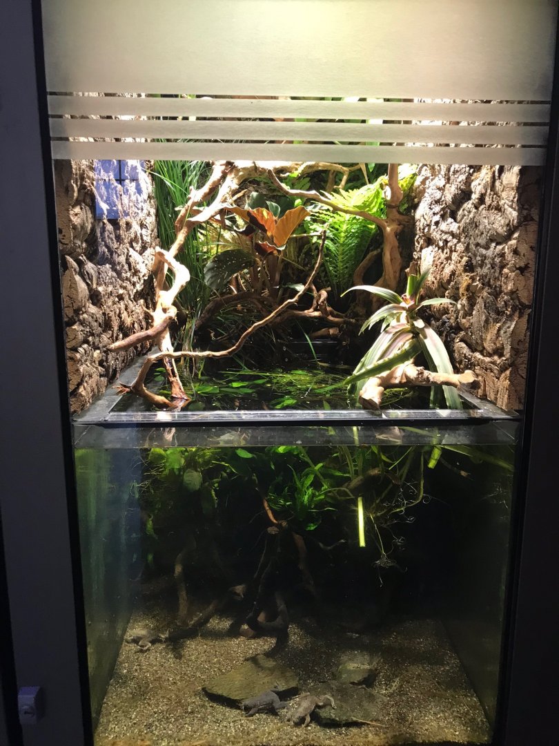 Sabana Surinam toad exhibit 270118